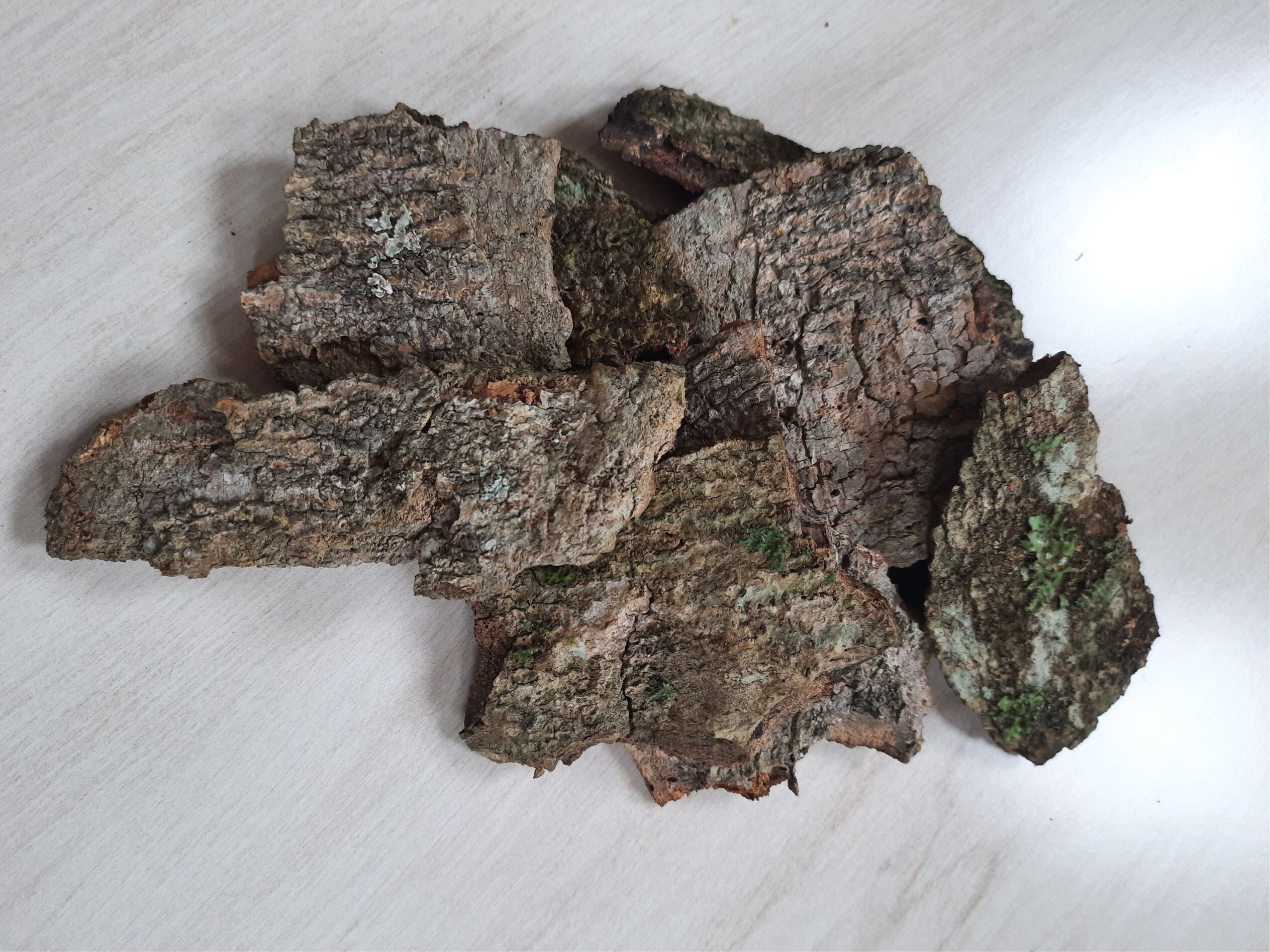 casca de pau pereira